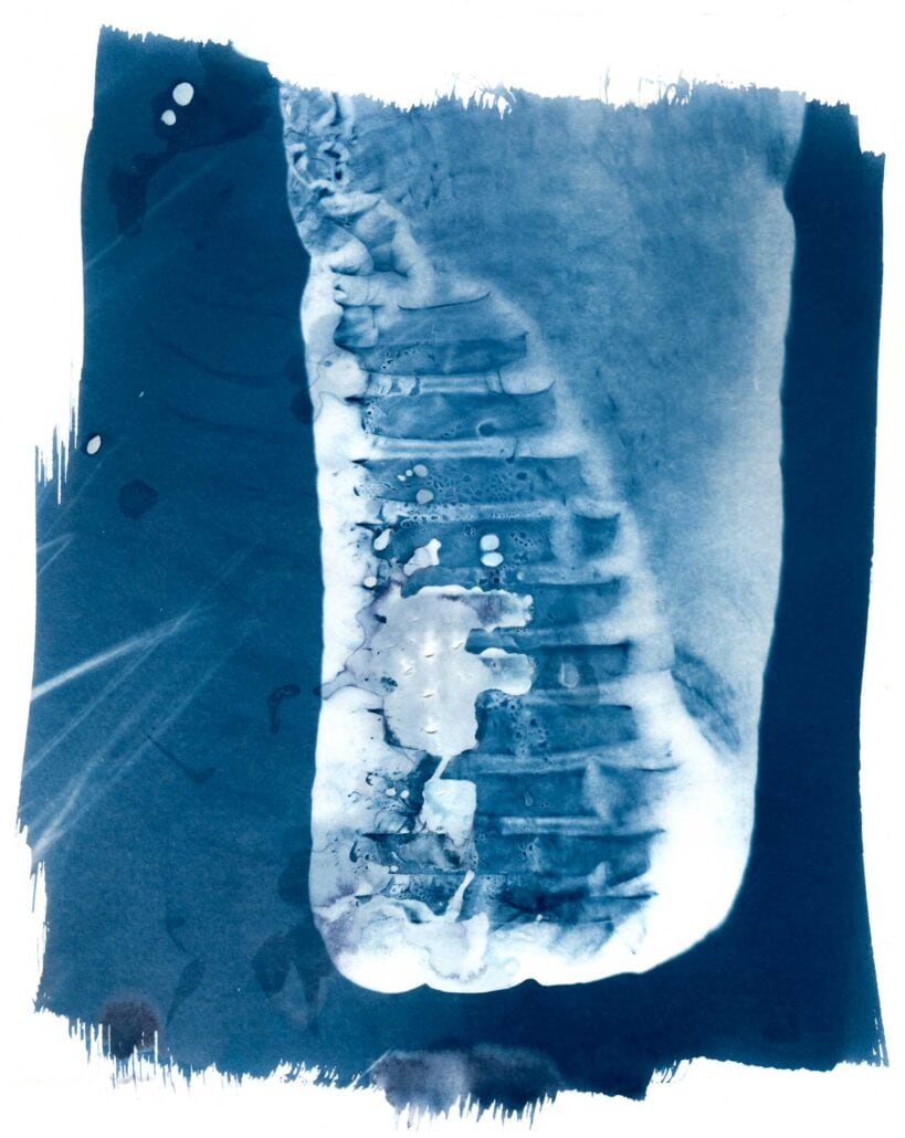 cyanotype-artistique-metamorphoses-14 Bouteille plastique transparente en cyanotype, série Métamorphoses